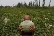 新疆吃瓜的群众叫什么人,新疆“吃瓜群众”的生动人生