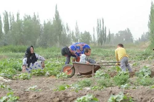 新疆吃瓜的群众叫什么人,新疆“吃瓜群众”的生动人生