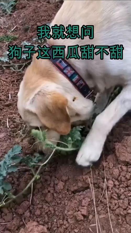 吃瓜群众小狗子是谁,网络红人的崛起之路