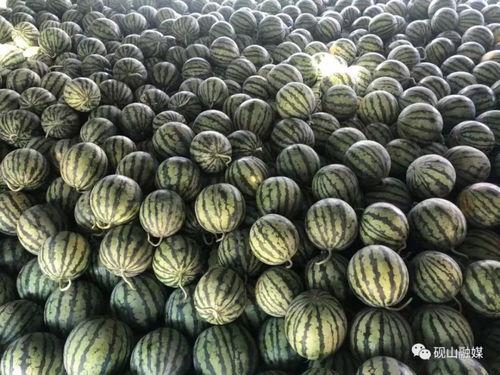 平远吃瓜群众事件始末是什么,一场网络舆论的风波与反思