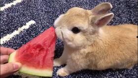 兔子吃瓜群众,揭秘动物界的“吃瓜”现象