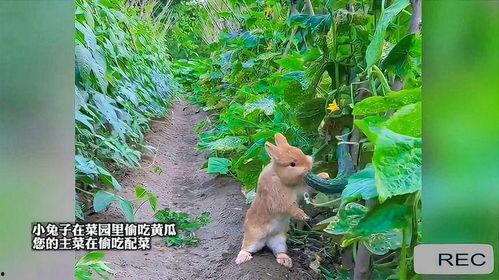 兔子吃瓜群众,揭秘动物界的“吃瓜”现象