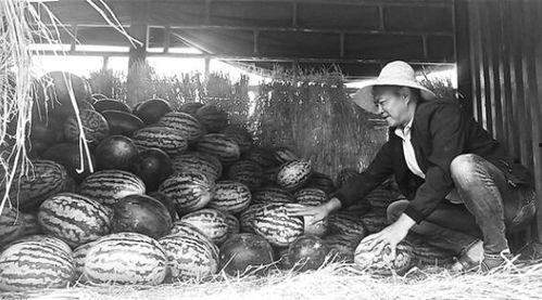 沛县吃瓜群众事件始末