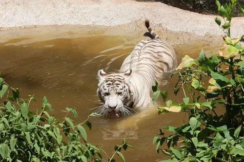 吃瓜群众母老虎视频大全,揭秘网络红人背后的故事