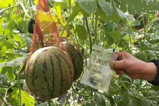 吃瓜群众西瓜人是谁说的话,吃瓜群众热议的网络红人现象