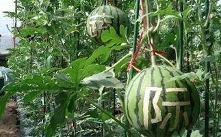 吃瓜群众西瓜人是谁说的话,吃瓜群众热议的网络红人现象